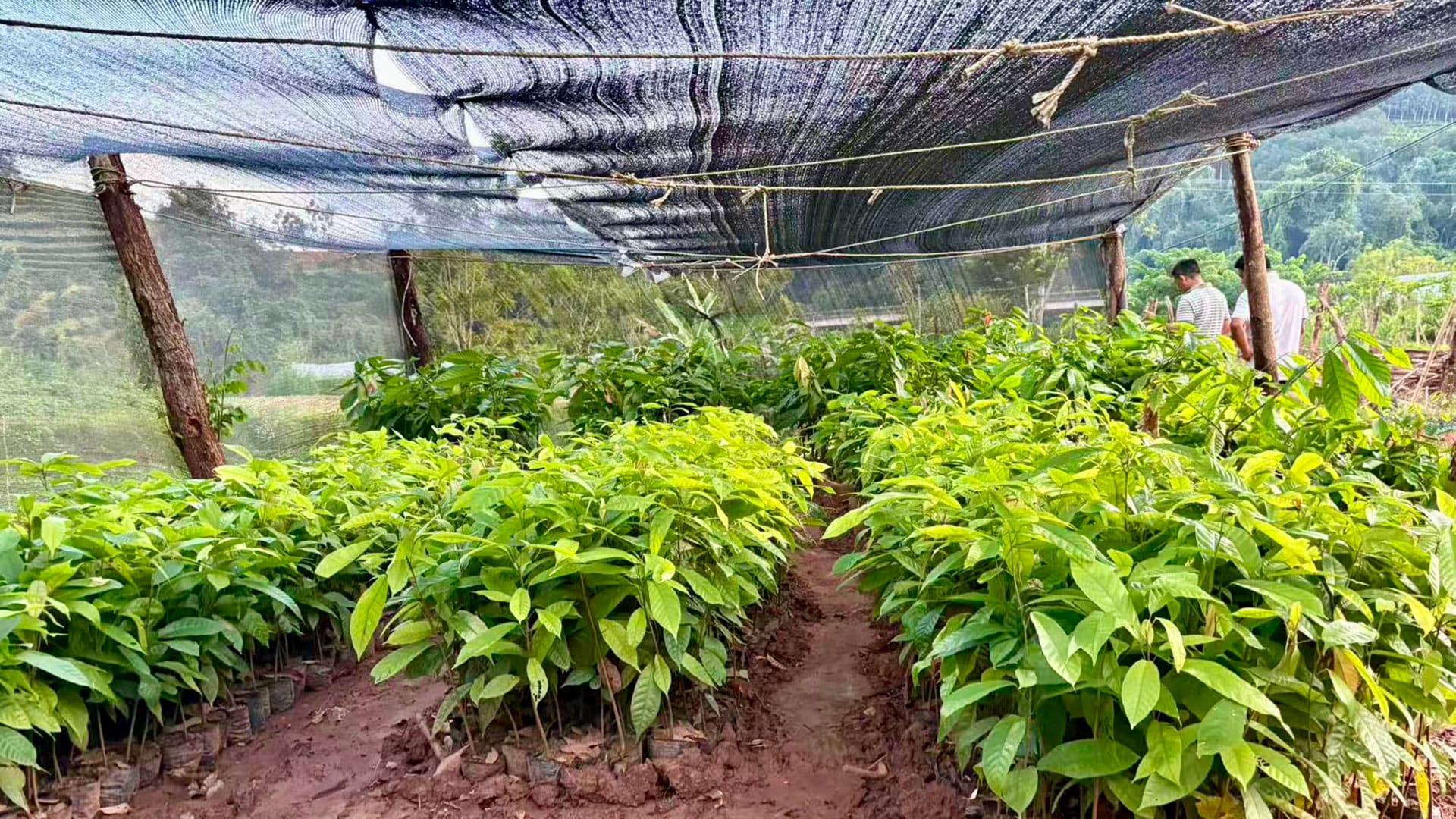 2026年に向けたカカオ原料拠点の整備計画.